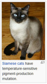 cat siamese